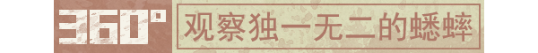 沉默的蟋蟀