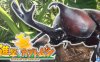 【Switch】甲虫之间的战斗丨Attack on Beetle丨進撃するカブトムシ