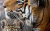 【4K纪录】老虎 Tiger (2024) / 4K纪录片下载 / Tiger.2024.2160p